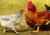 Defensoras de «gallinas violadas»: "Gallo y Gallina deben convivir antes de concebir"